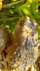 Vandijkophrynus angusticeps