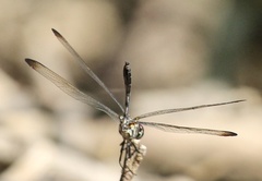 Dythemis velox