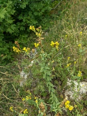 Linaria genistifolia
