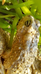 Vandijkophrynus angusticeps