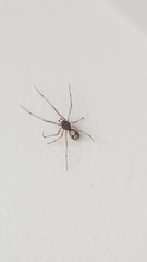 Steatoda triangulosa