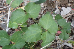Knowltonia vesicatoria