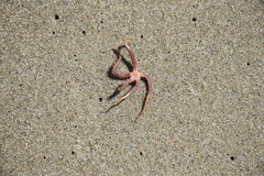 Ophiothrix spiculata