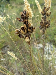Asphodeline lutea