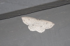 Cyclophora pendulinaria