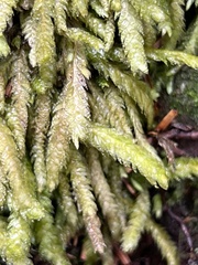 Plagiothecium undulatum