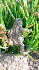 Vandijkophrynus angusticeps