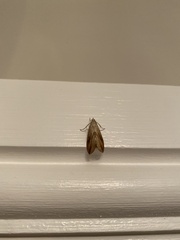 Evergestis forficalis