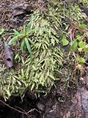 Plagiothecium undulatum