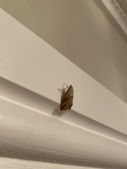 Evergestis forficalis