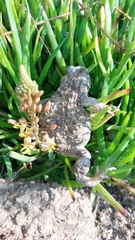 Vandijkophrynus angusticeps