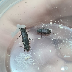 Tenebrionidae