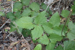 Knowltonia vesicatoria