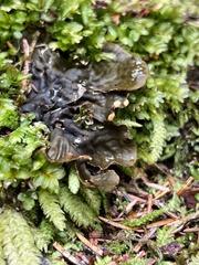 Peltigera membranacea