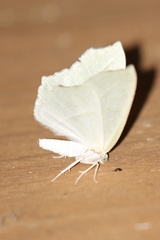 Campaea perlata