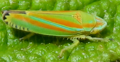 Graphocephala