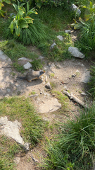 Urocitellus columbianus