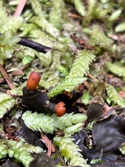 Peltigera membranacea