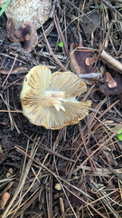 Pseudosperma sororium