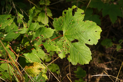 Acer pseudoplatanus
