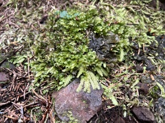 Peltigera membranacea