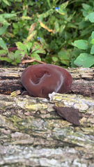 Auricularia auricula-judae