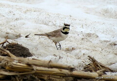 Eremophila alpestris
