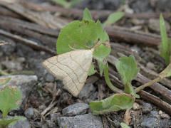 Polypogon tentacularia