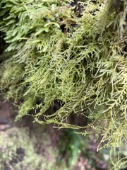 Pseudisothecium stoloniferum