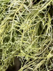 Pseudisothecium stoloniferum