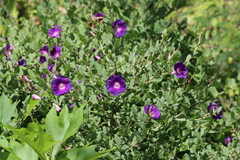 Ipomoea stans