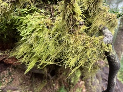 Pseudisothecium stoloniferum