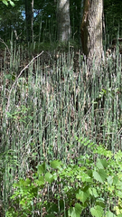 Equisetum hyemale