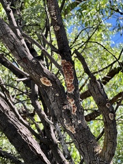 Byssomerulius corium