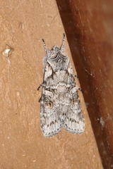 Lithophane pertorrida