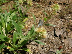 Phacelia heterophylla