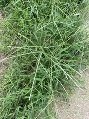 Digitaria ciliaris