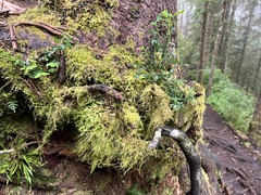 Pseudisothecium stoloniferum