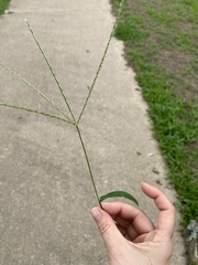 Digitaria ciliaris