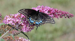 Papilio polyxenes asterius