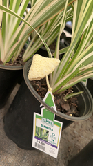 Leucocoprinus birnbaumii