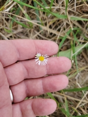Erigeron quercifolius