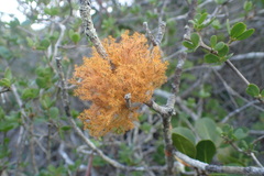 Teloschistes puber