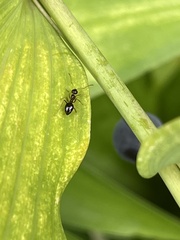 Prenolepis imparis