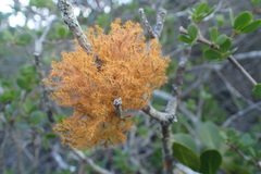 Teloschistes puber