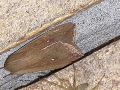 Mythimna unipuncta