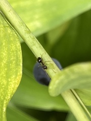 Prenolepis imparis