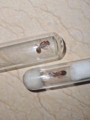 Camponotus baldaccii
