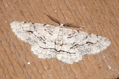 Stenoporpia pulmonaria