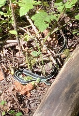 Thamnophis
